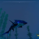 Illustration for article titled What IS My Shark Doing?